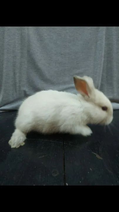 Filhotes de Coelho  - Foto 3