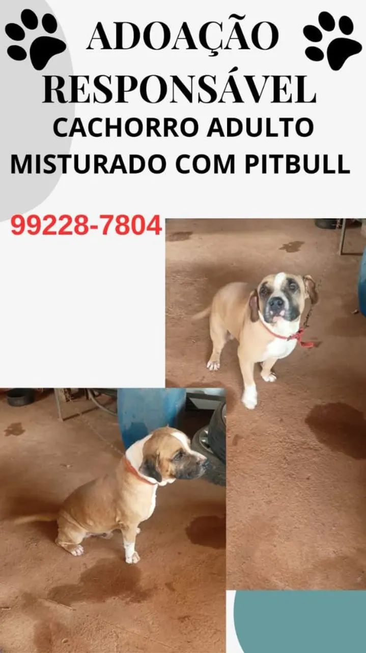 Doação de filhotes de cães - Foto 6