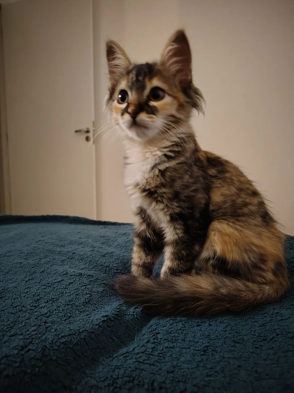 Gatinha Linda para Adoção