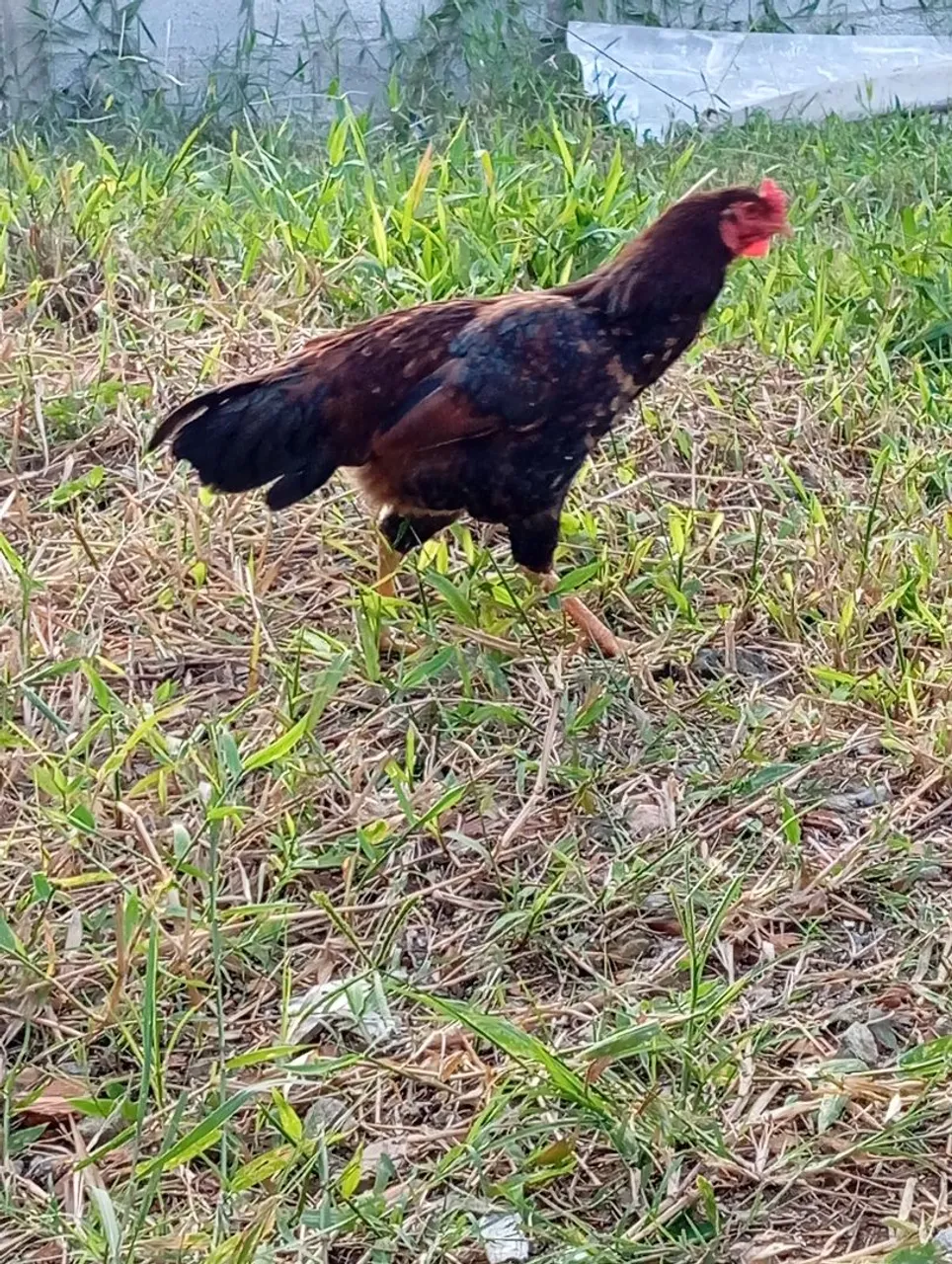 Frango caipira
