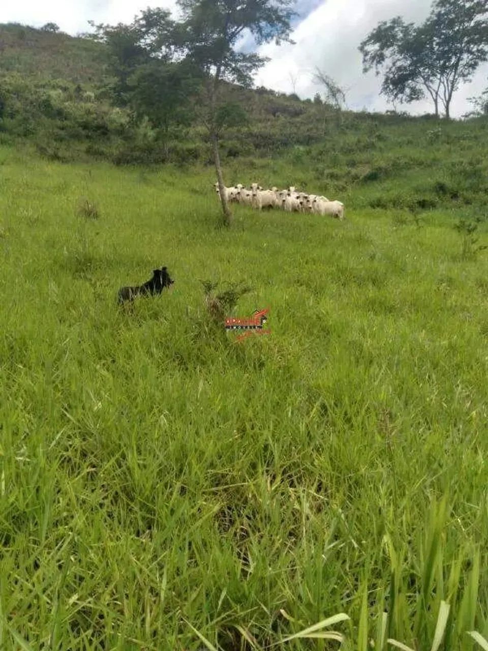 Fazenda com 108 hectares a venda em Barra Longa - Foto 4
