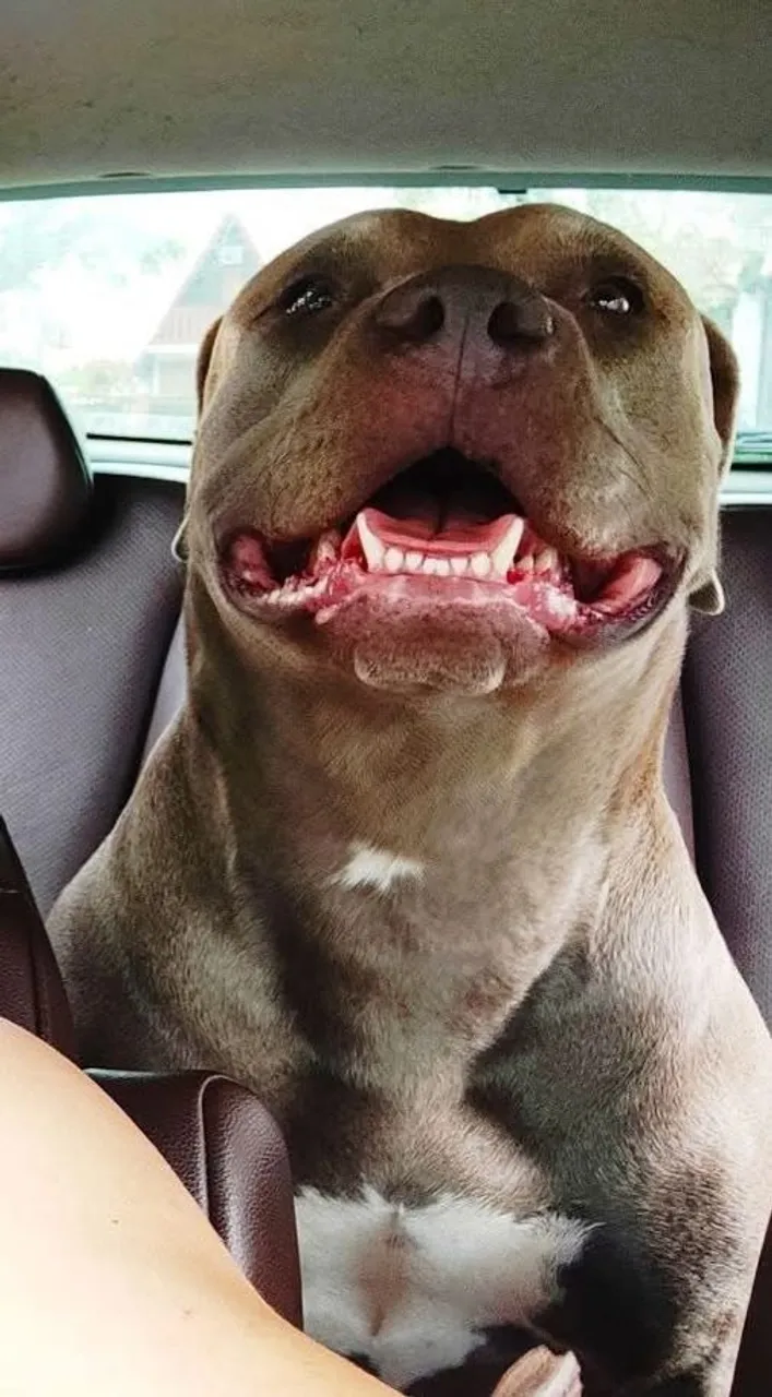 Filhotes pit monster pedigree!