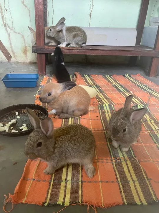 Filhotes de coelhos a venda , com dois meses de vida