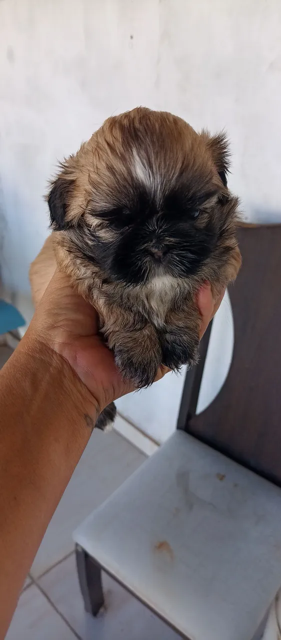 Filhote de Shih Tzu Mini Fofo e Charmoso