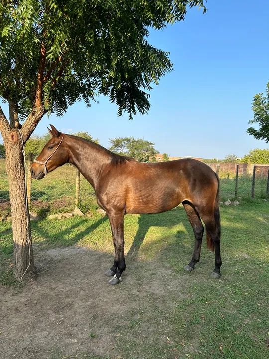 Égua Manga Larga Marchador  - Foto 2