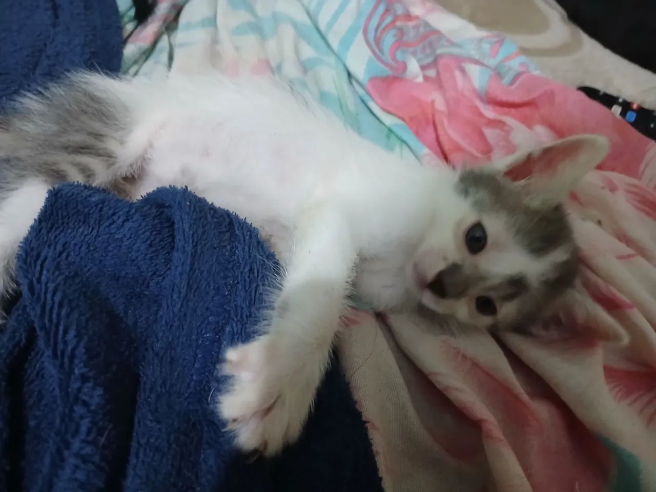 Doação de filhotes - Foto 6