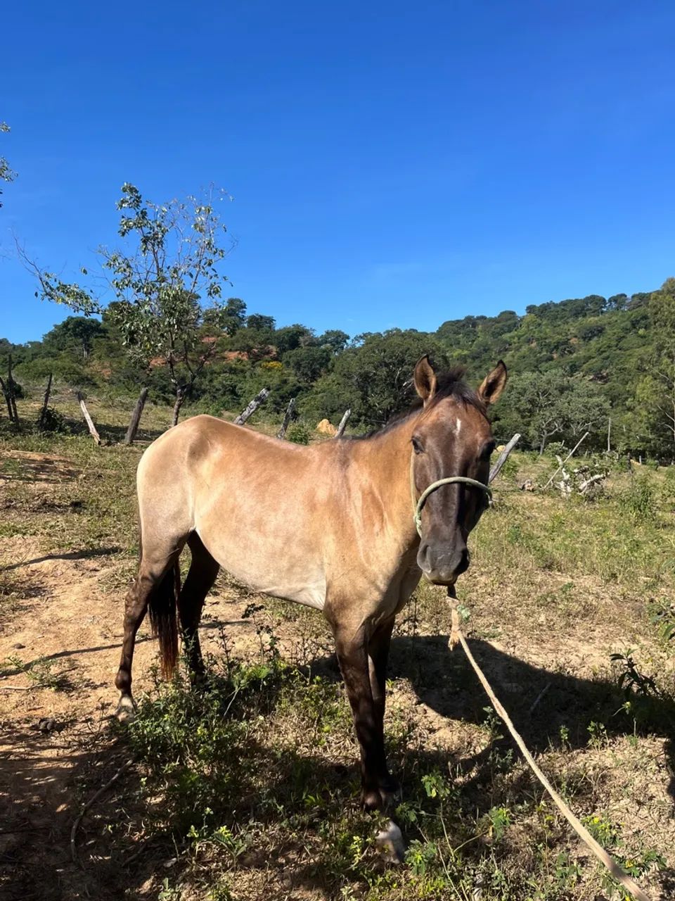 Cavalo marcha picada natural . - Foto 2