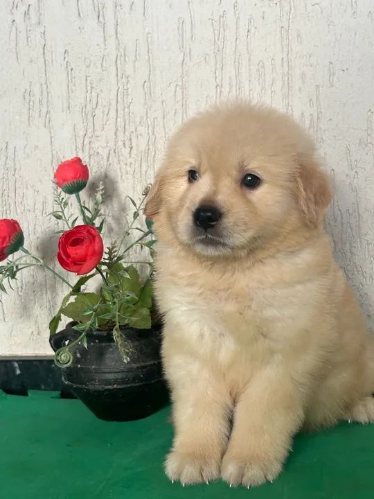Golden retriever macho com pedigree  - Foto 3