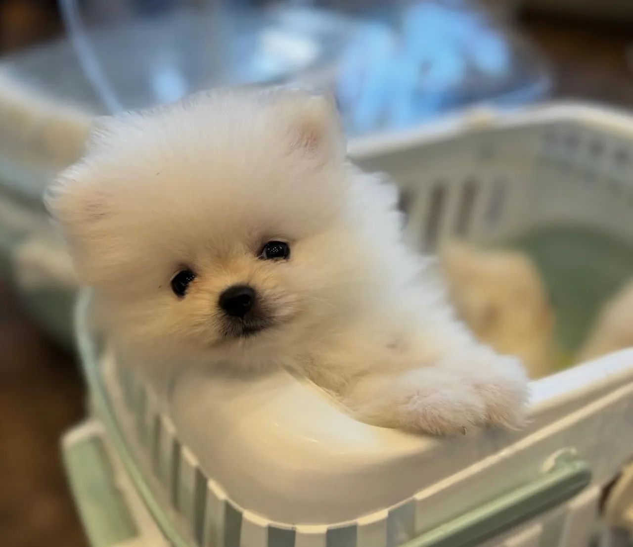 LULU DA POMERÂNIA direto de criador excelente linhagem e genética!