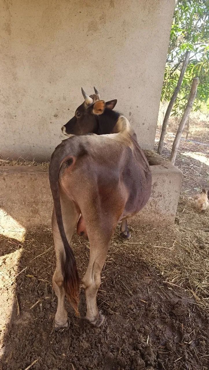 Novlhas e garrote  - Foto 5