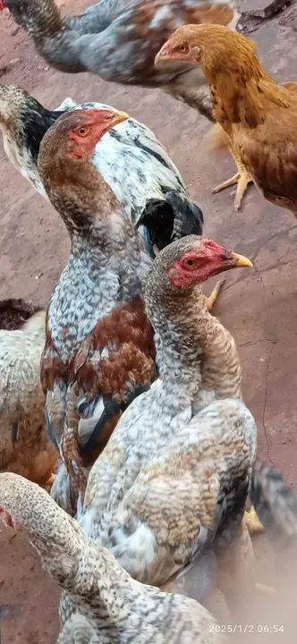 Frangos mestiço índio gigante  - Foto 5