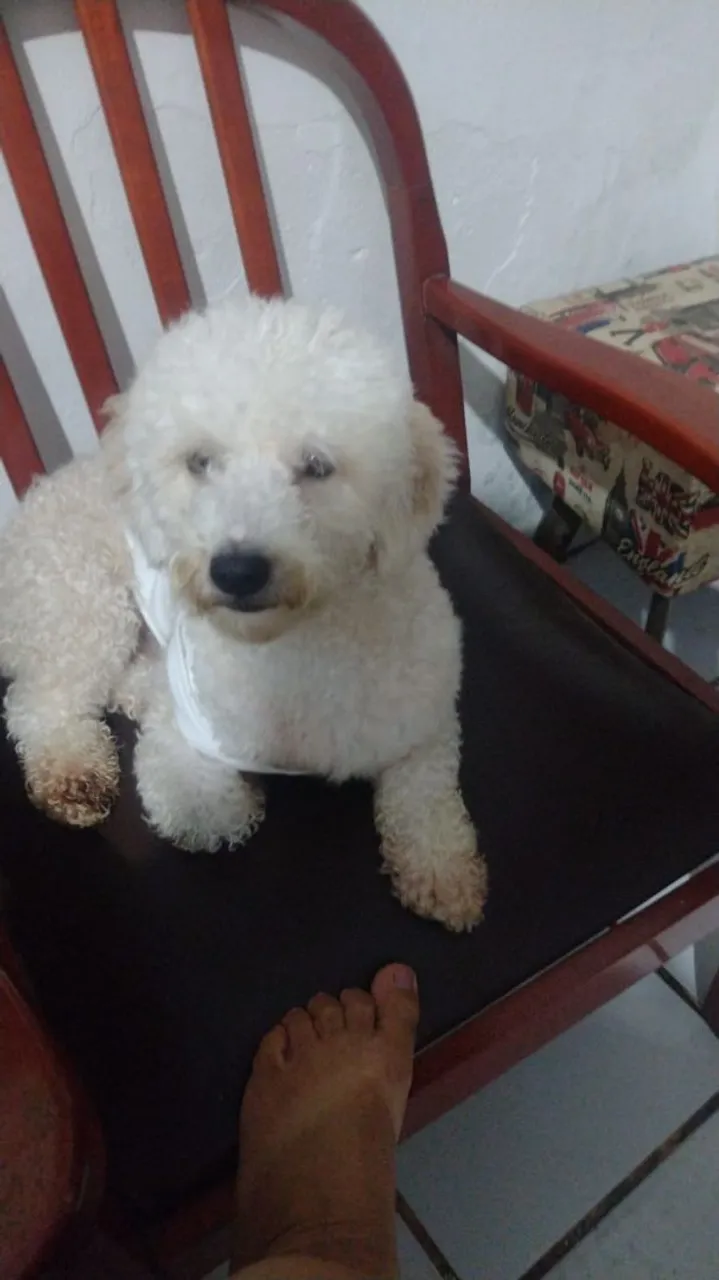 Cachorro Poodle