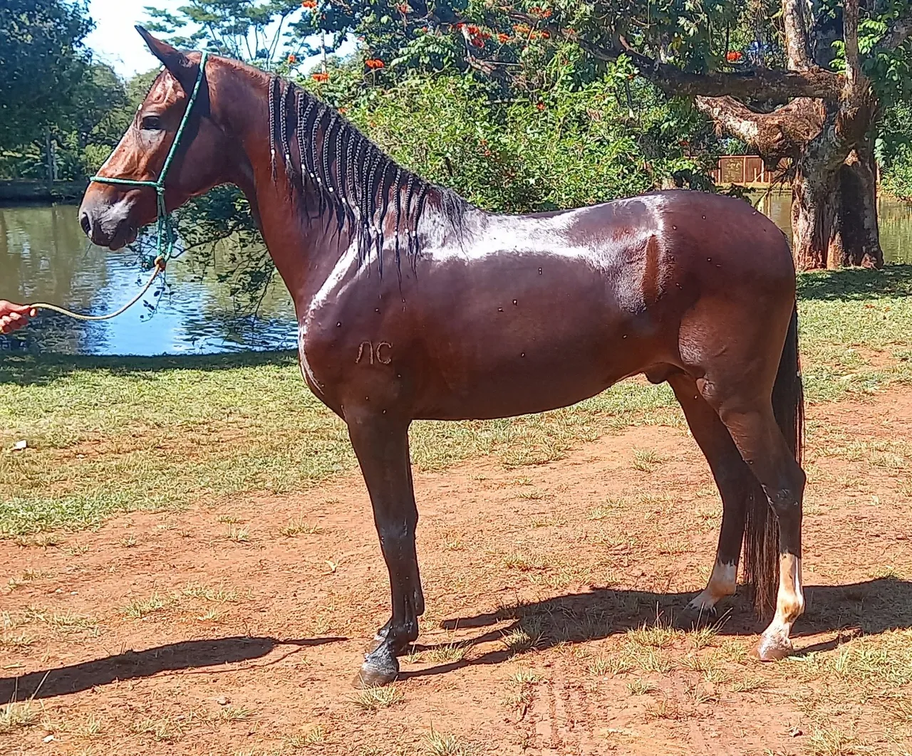 Cavalo Mangalarga Marchador Registrado