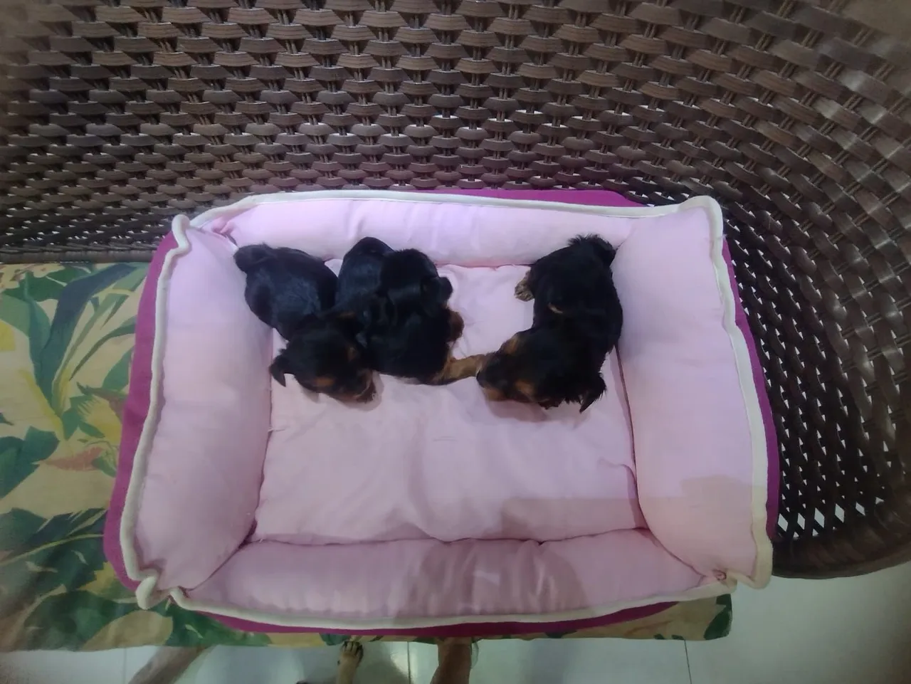 Filhotes de Yorkshire Terrier .