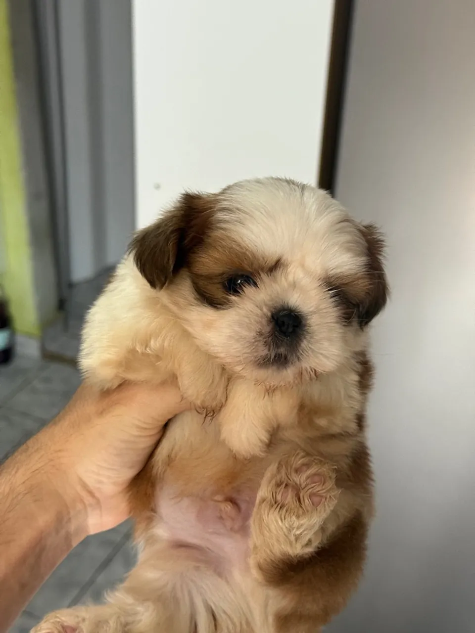 Filhote Shih chocolate
