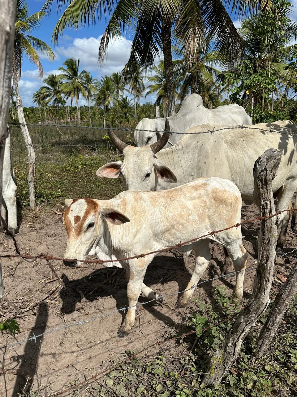 Vaca com bezerro de 4 meses