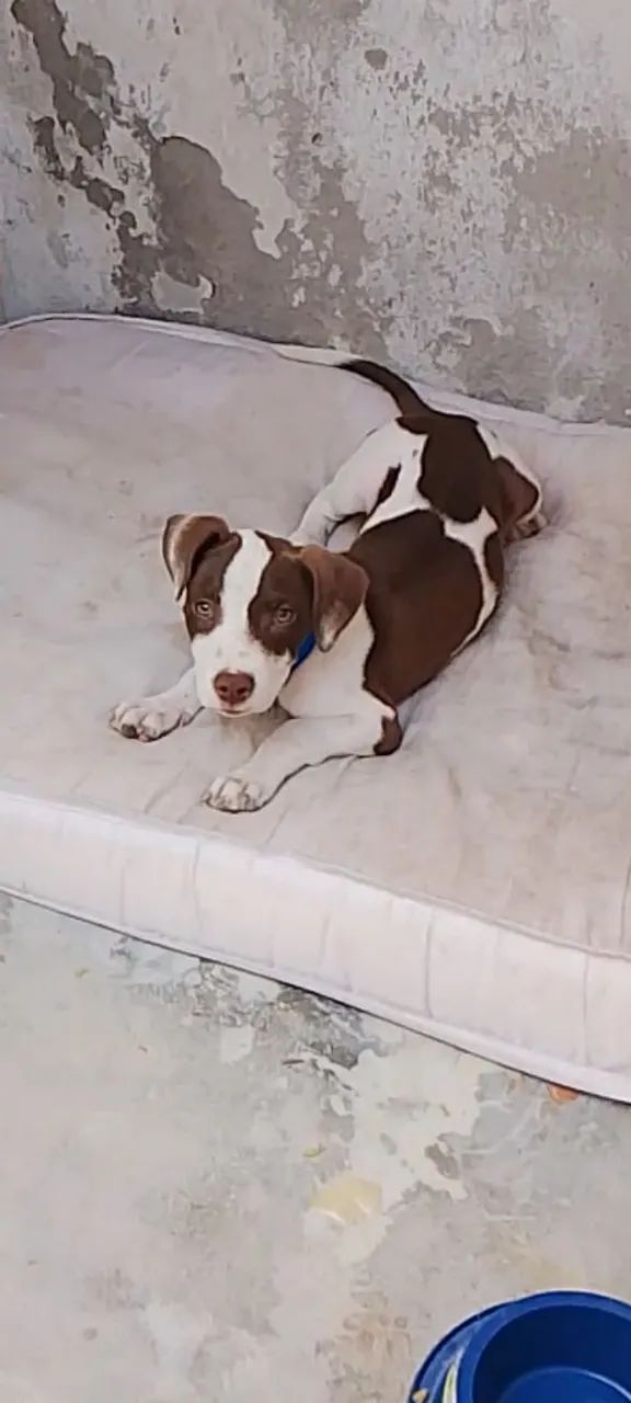 Filhote de Pitbull disponível! - Foto 2