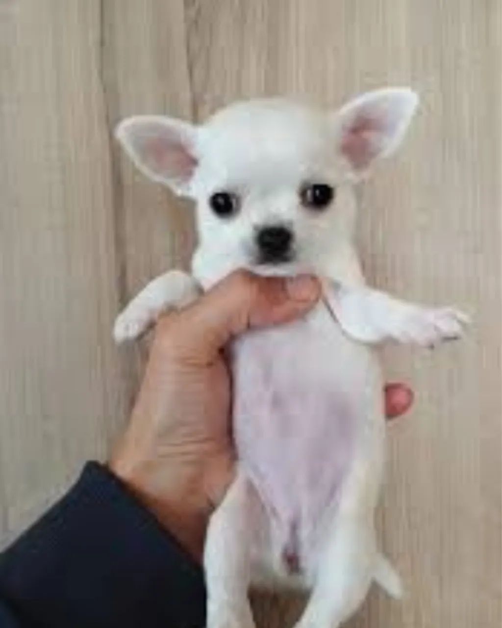 Pequenos e Encantadores: Chihuahua com Muito Amor pra Dar