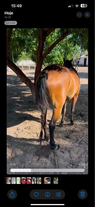 Potro de 6 anos - Cavalo para iniciar