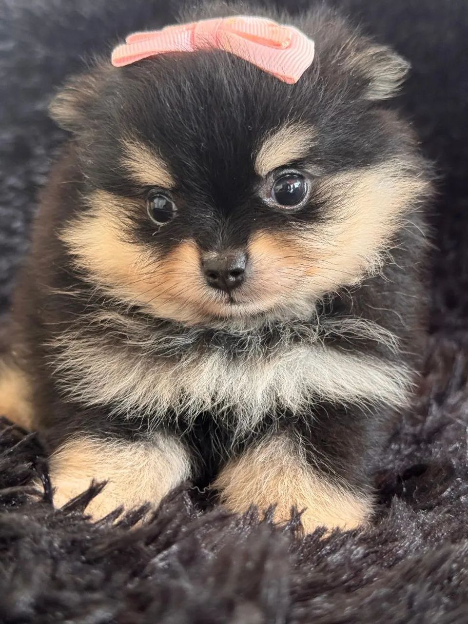 Spitz Alemão fêmea - Mini ursinho Premium!