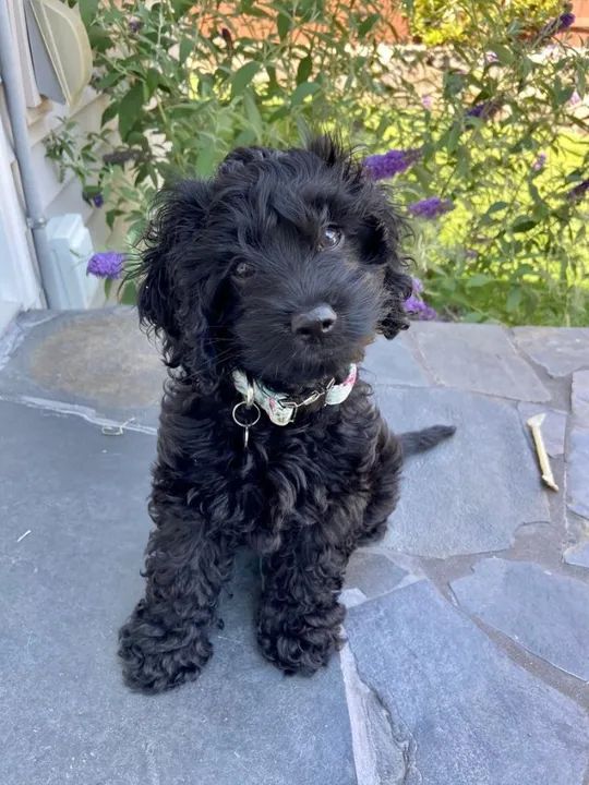 Poodle Filhotes Adoráveis na Cor Preto