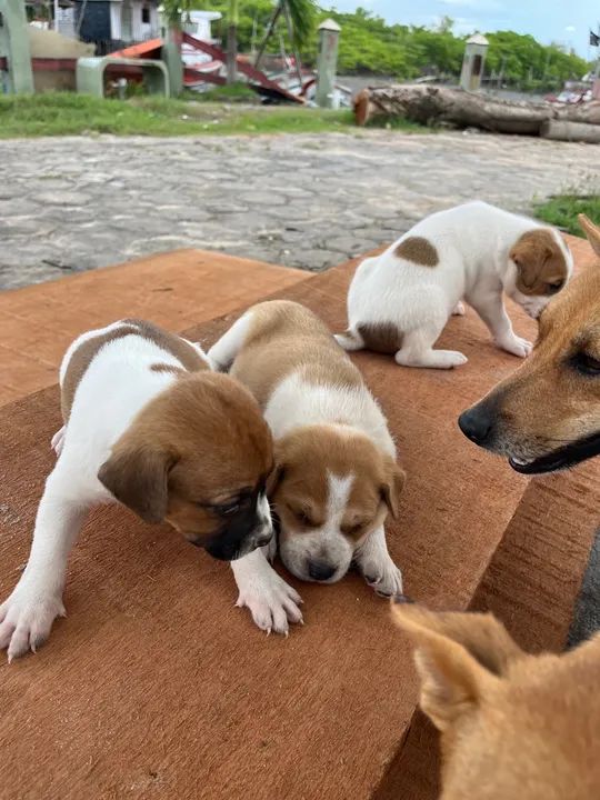 Cachorrinhos comuns - Foto 6