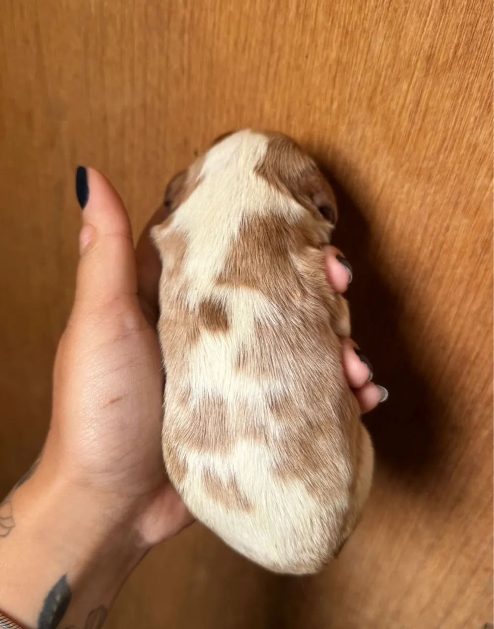 Filhote de cavalier King charles  - Foto 2