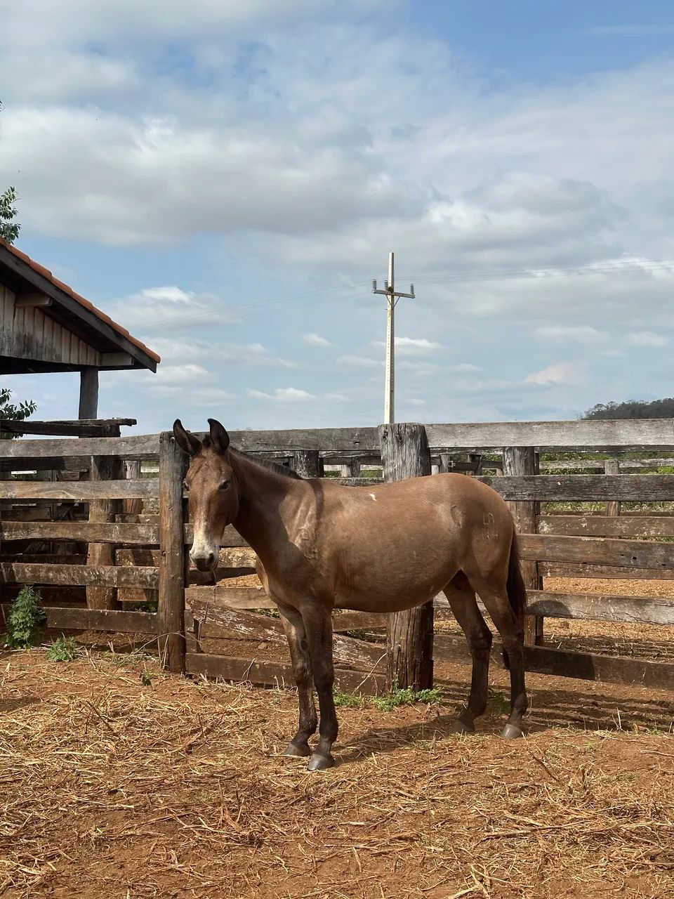 Mula e burro mansos
