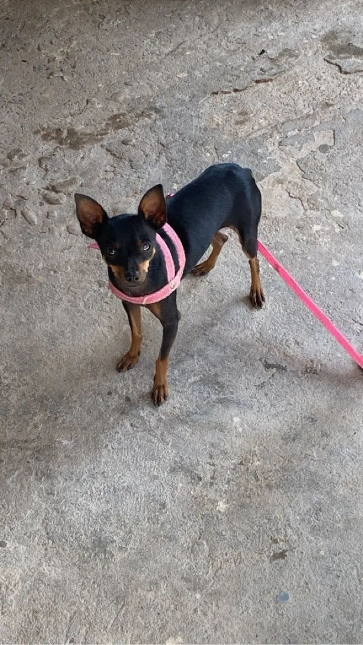Pinscher número 1