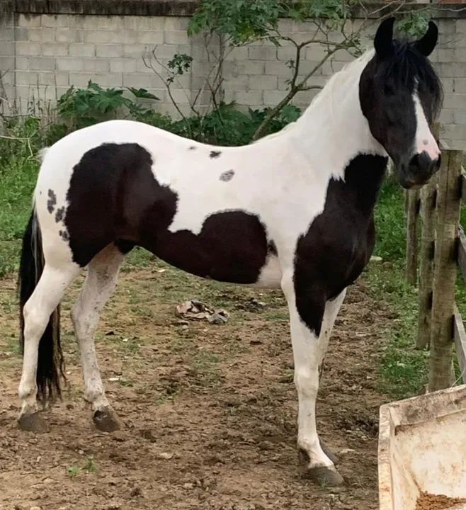 Cavalo Mangalarga Machador - Foto 2