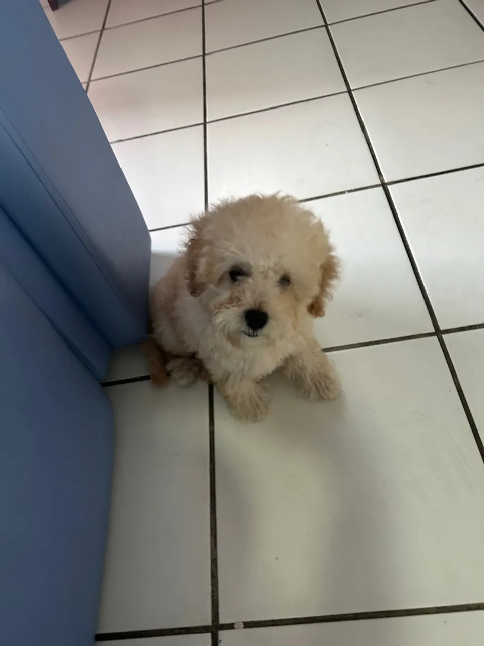 Filhote de Poodle