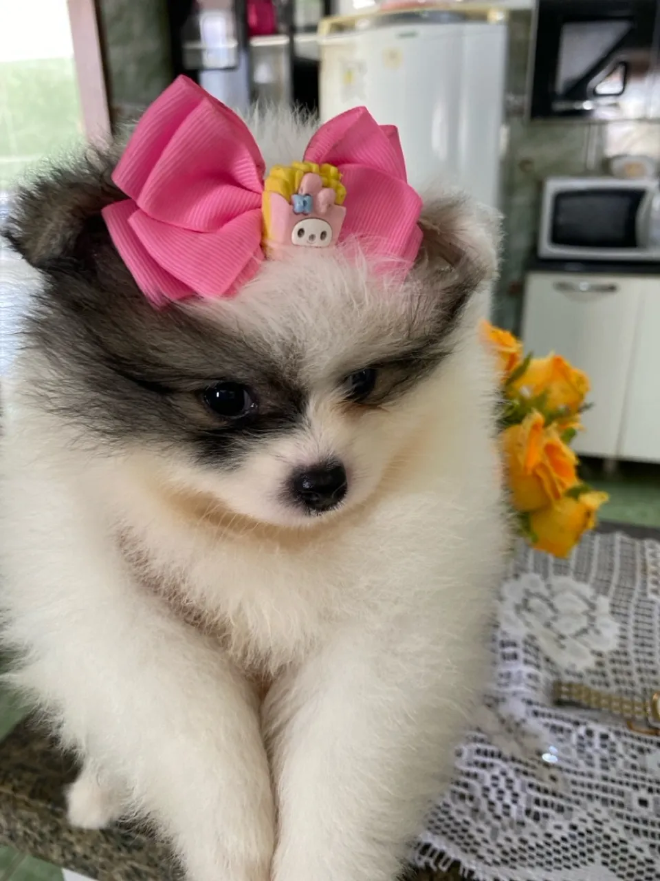 Filhote de Spitz Alemão - Uma fofura!