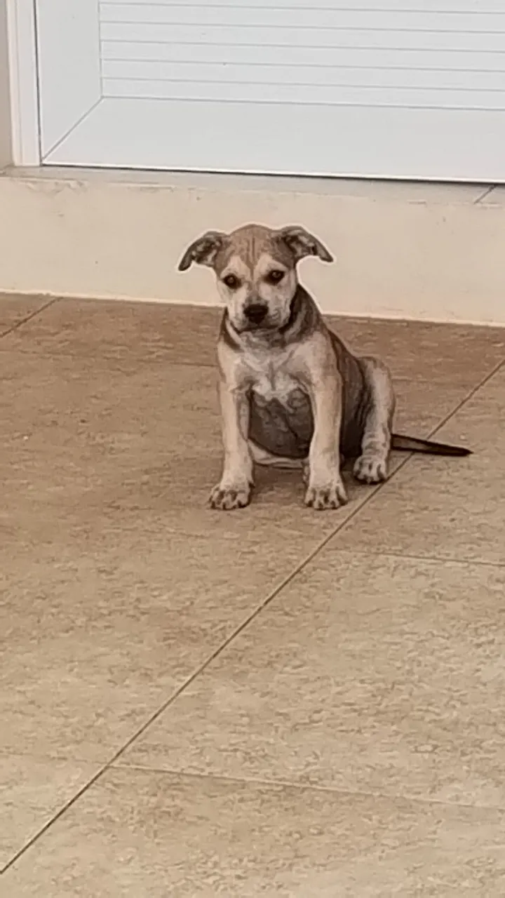 Filhote de PITMONST para venda