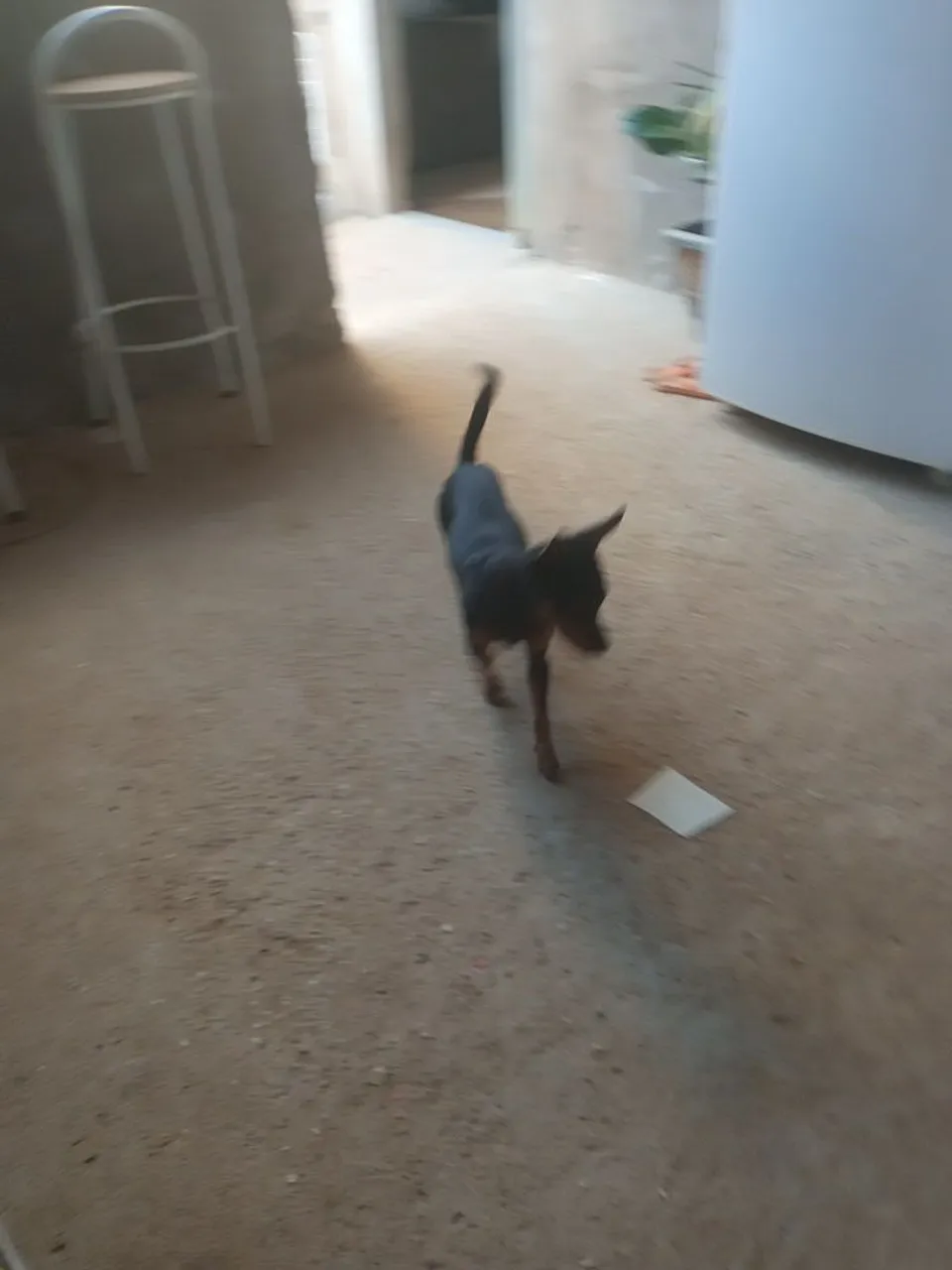 Pinscher Filhote para Adoção