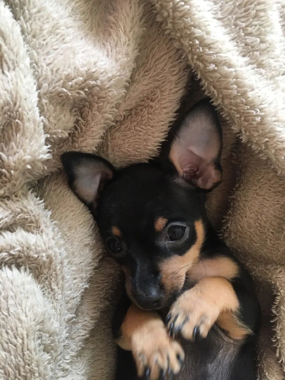 Filhotes Pinscher n 2  Fofos! - Foto 2