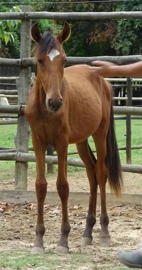 Potro filho de pais de Picada ABAIXO DO PREÇO, APROVEITE - Foto 5