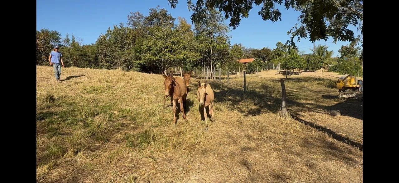 Mulas mangalarga marchador com pega - Foto 4