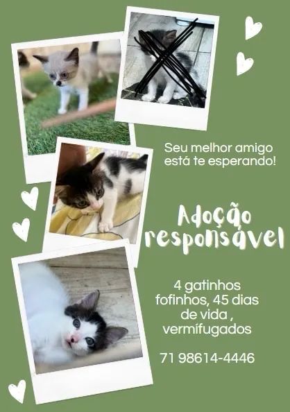 Gatinhos fofinhos para adoção responsável
