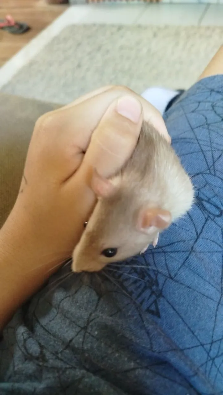 Ratinho de estimação charmoso e dócil ça.