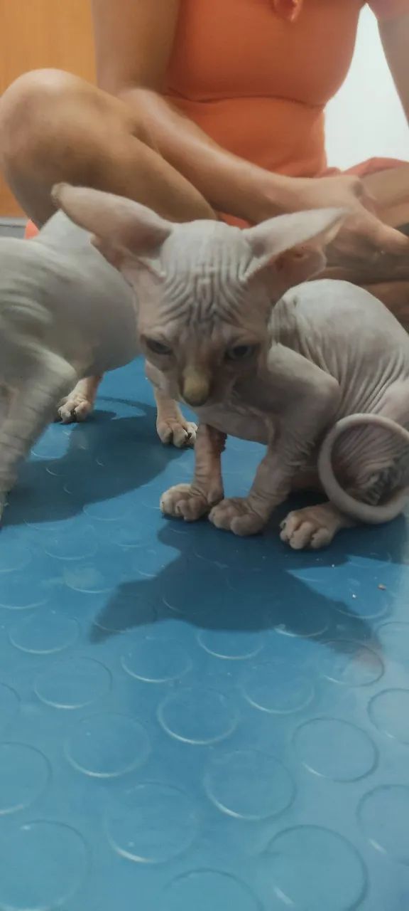 Gatinho Sphynx , para os amantes de gatos  - Foto 3