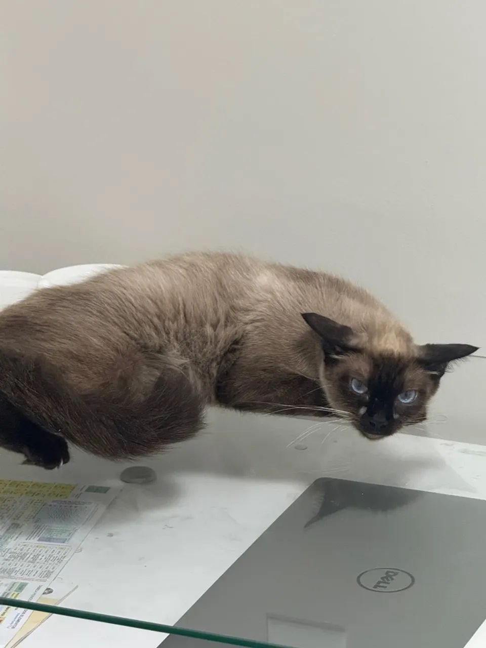 Gato Siamês  para adoção