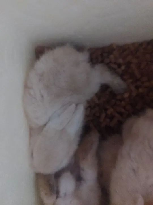 Coelhinho branco pra vender! - Foto 3