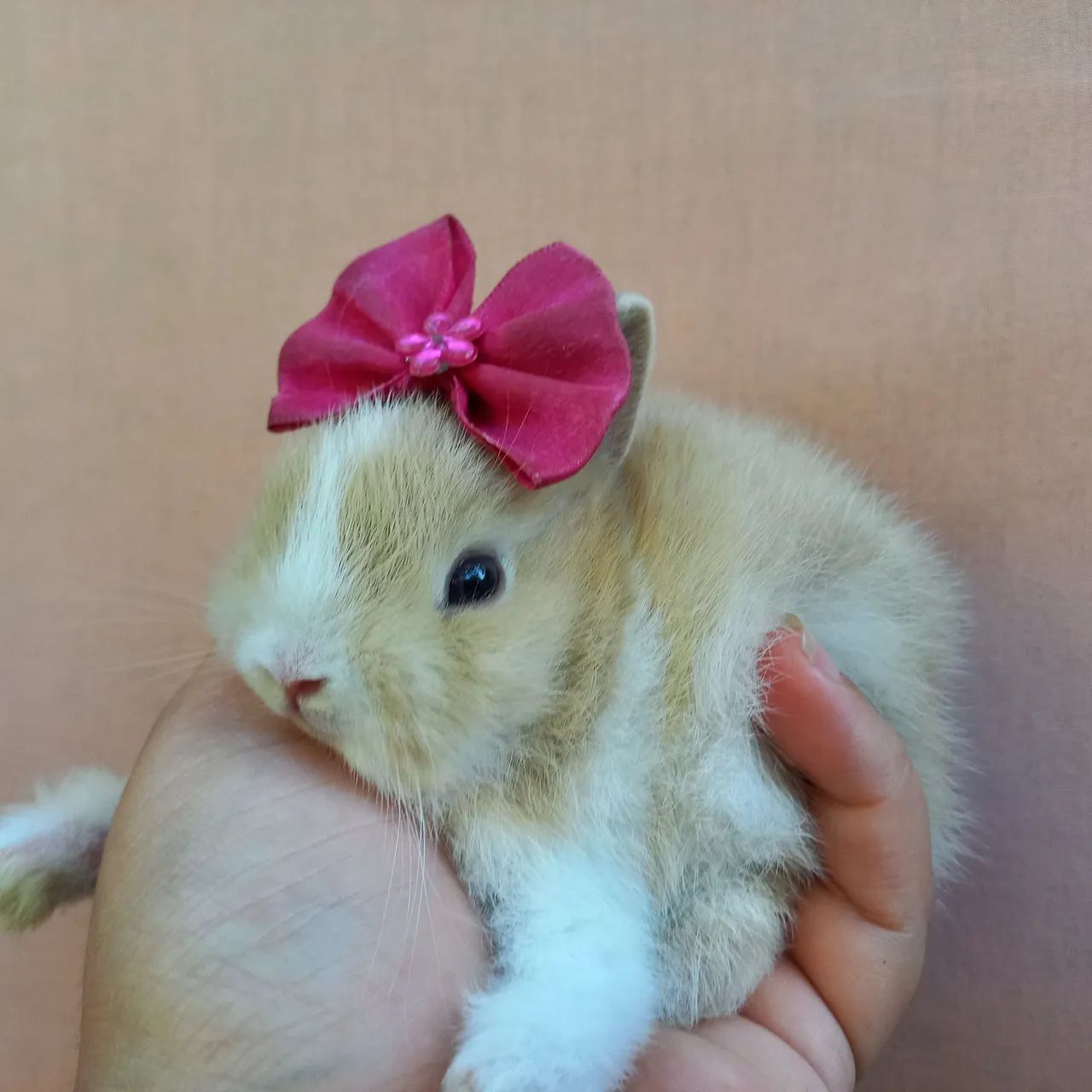 Coelho Anão Netherland Dwarf 