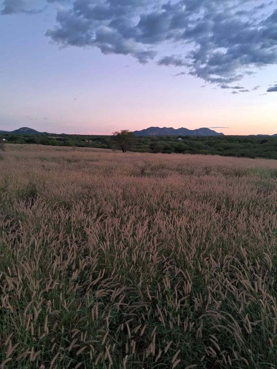 Sementes de capim buffel aridus toda limpa colhida do cacho.  - Foto 6