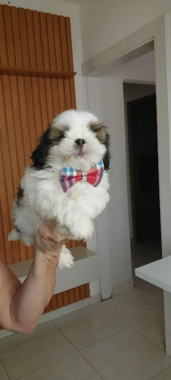 Filhote Shih Tzu machinhos