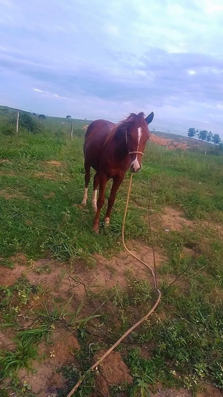 Vendo potro QM