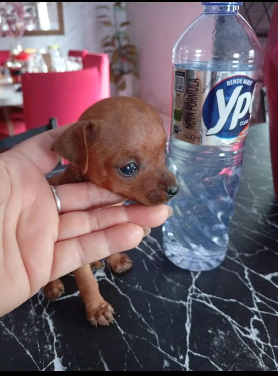Filhote de Pinscher Fêmea ZERO