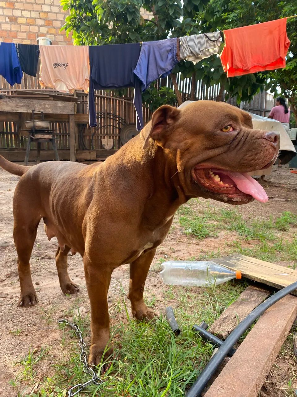 Procuro namorado - Cachorros - Bela Vista, Santarém 1452083649 | OLX