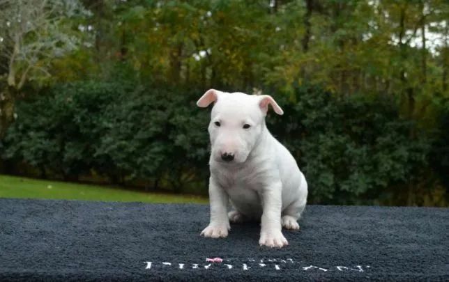 Bull Terrier o mais lindo machinho com 54 dias vacinado e com pedigree venha conferir 