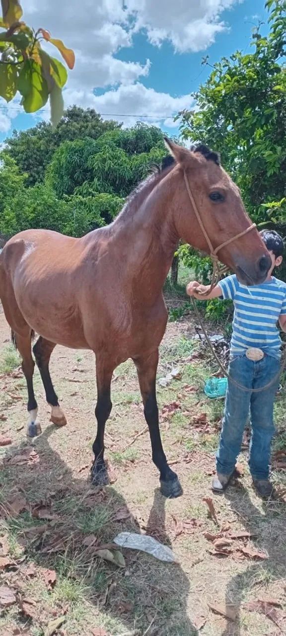 Cavalo mangalarga  - Foto 2